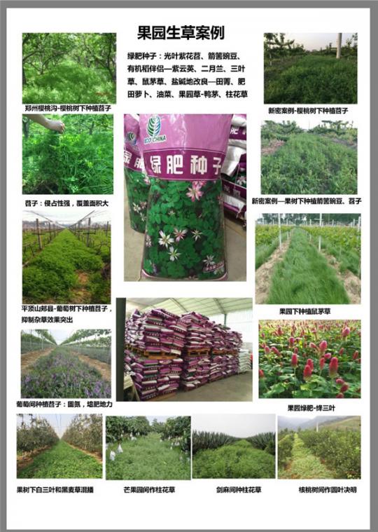 新疆绿肥种子
