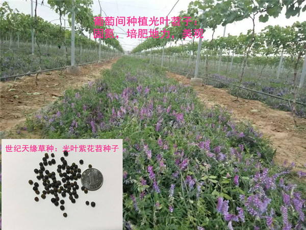 1.葡萄树下-光叶紫花苕.jpg